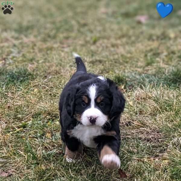 Anderson, Bernese Mountain Dog Puppy